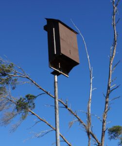 Bat Houses: Tips for Proper Placement