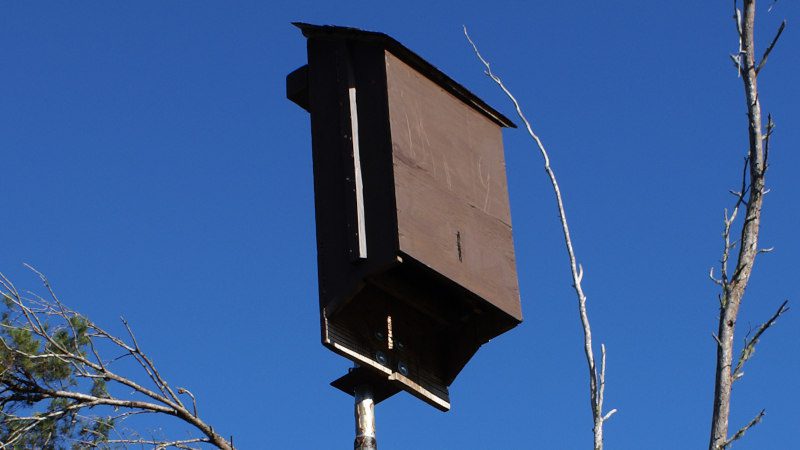 Bat Houses: Tips for Proper Placement