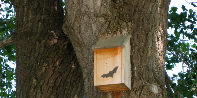 Bat House Installation in Jacksonville, Florida