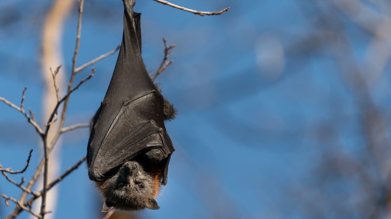 Bat Diseases: Experience Matters When Reducing Risk
