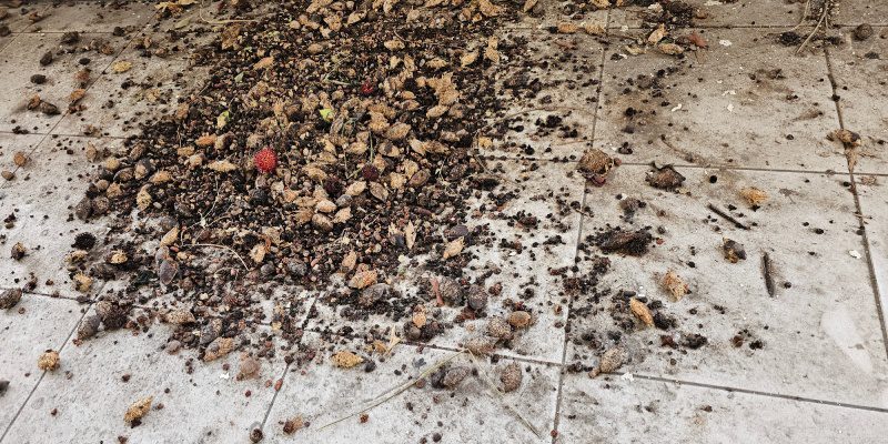 Bat Guano Cleanup in Jacksonville, Florida