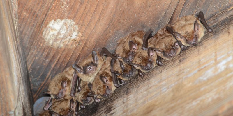 Residential Bat Inspection in Jacksonville, Florida