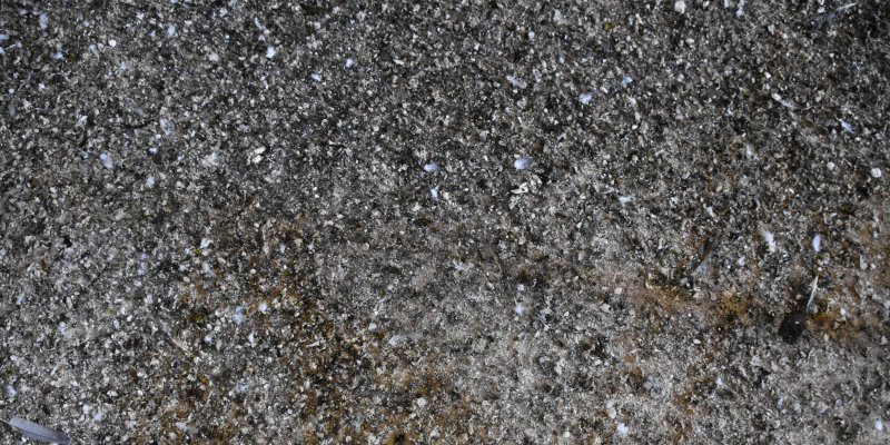 How Bat Guano Affects Indoor Air Quality