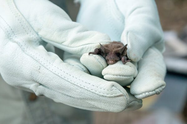 Bat Removal