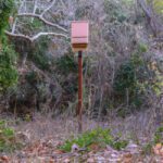 Bat House Placement Guidance
