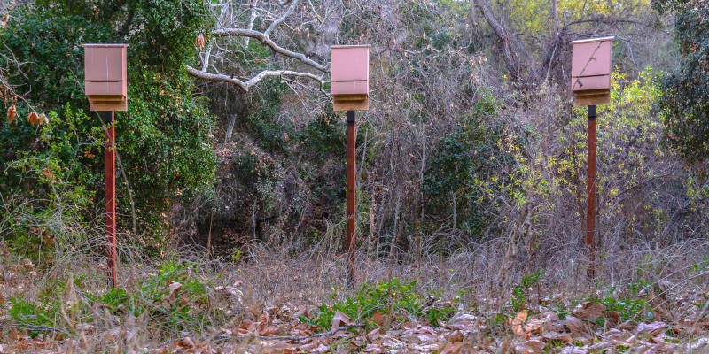 Bat House Placement Guidance in Jacksonville, Florida