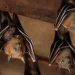Bat Exclusion Devices