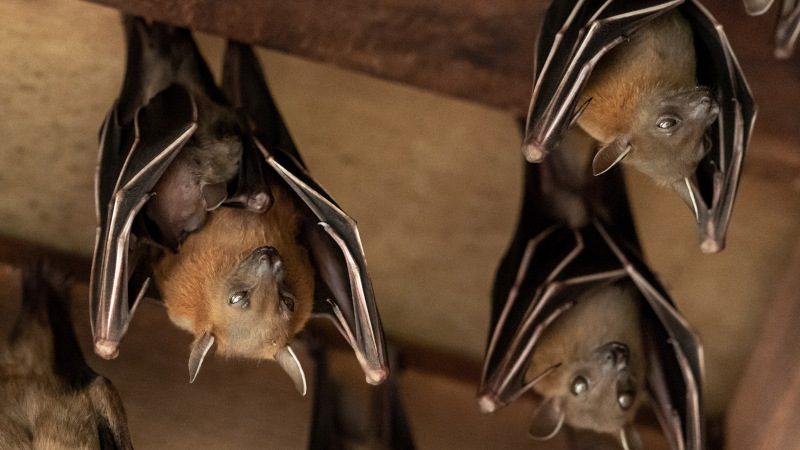 Bat Exclusion Devices in Jacksonville, Florida 