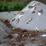 Bat Guano Removal