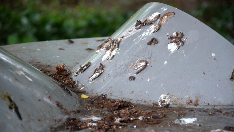 Bat Guano Removal in Jacksonville, Florida