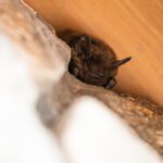 Bat Entry Point Sealing
