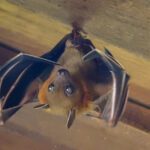 Attic Bat Inspection
