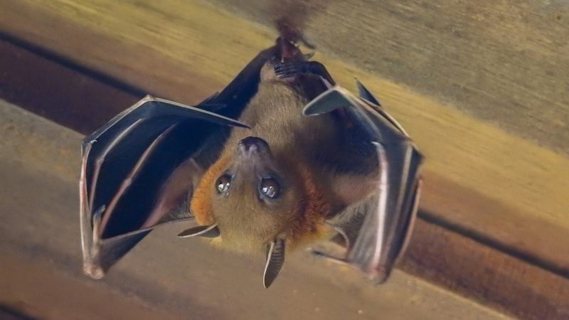 Attic Bat Inspection in Jacksonville, Florida